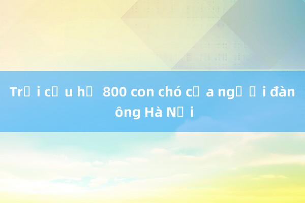 Trại cứu hộ 800 con chó của người đàn ông Hà Nội